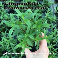 Limnophila aromatica red