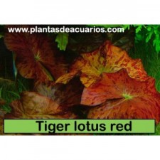 Tiger lotus red