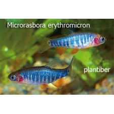 Microrasbora erythromicron