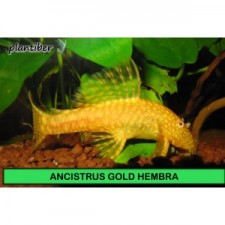 Ancistrus gold hembra