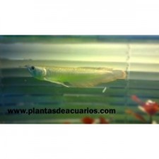 AROWANA OSTEOGLOSSUM BICIRRHOSUM 10 cm