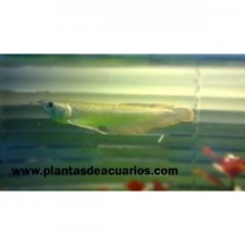 AROWANA OSTEOGLOSSUM BICIRRHOSUM 10-12 cm