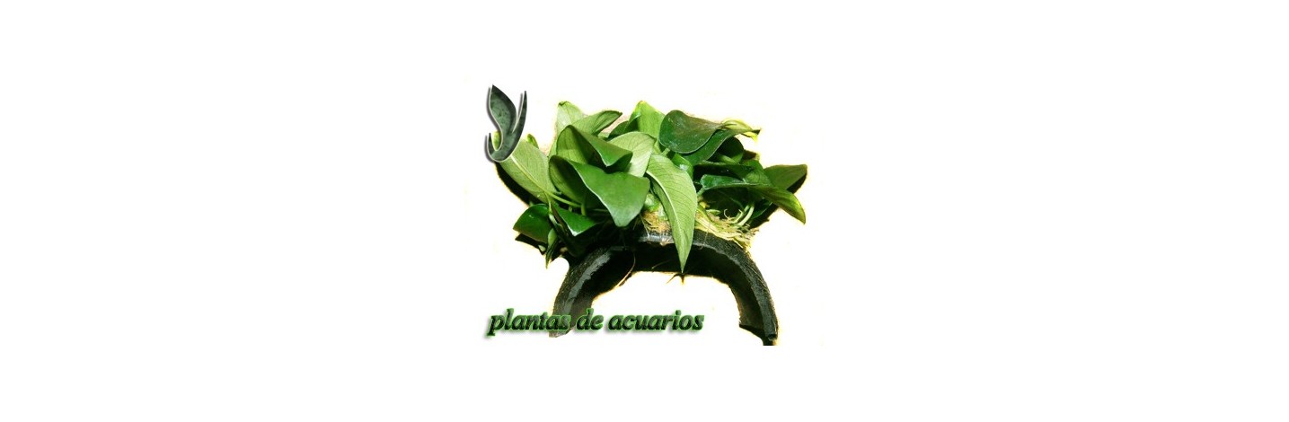Plantas Ancladas en Troncos | Plantiber