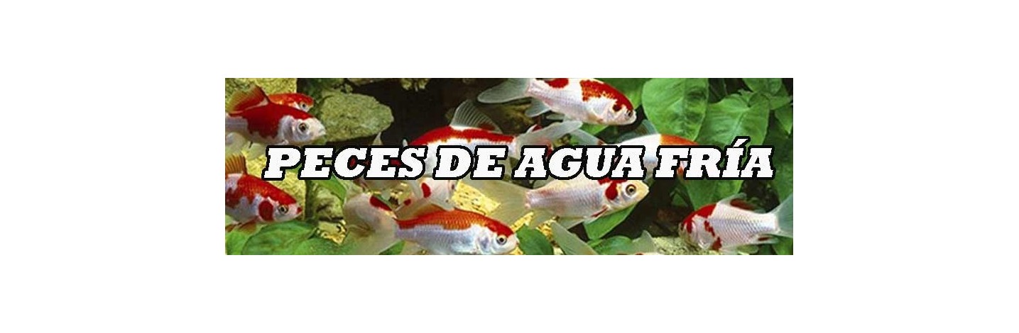 Peces Agua Fria | Plantiber