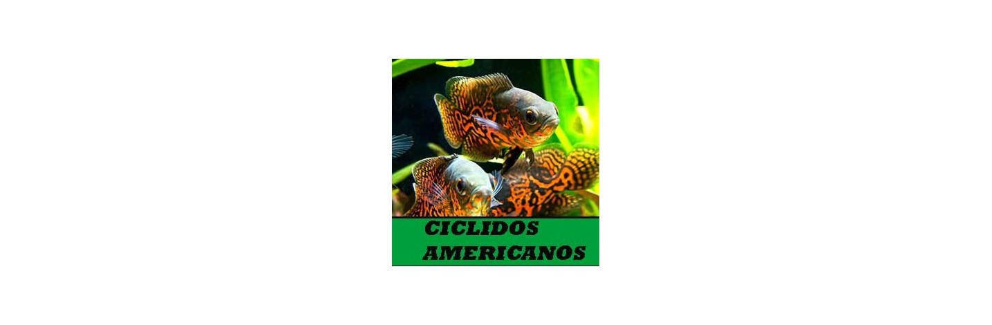 Ciclidos Americanos. Cuidados, venta, acuario.