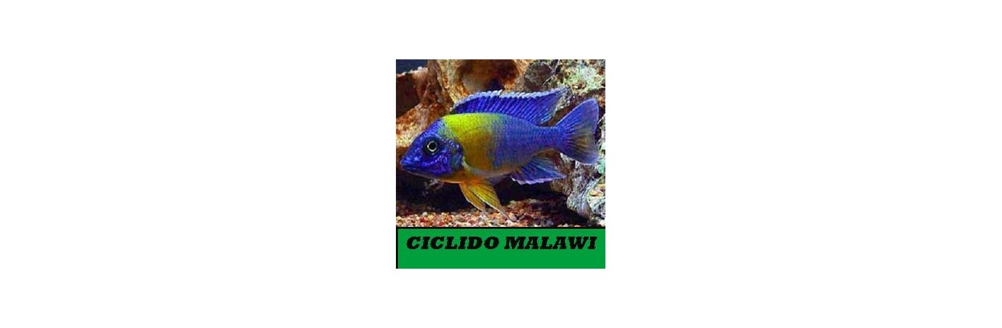 Ciclidos Lago Malawi y Vitoria.  Cíclidos Africanos