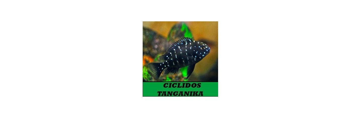 Ciclidos lago tanganyika | Plantiber