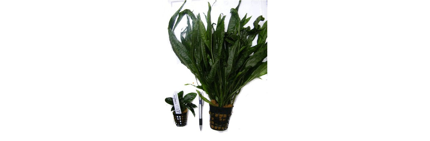 Plantas Madres XL | Plantiber