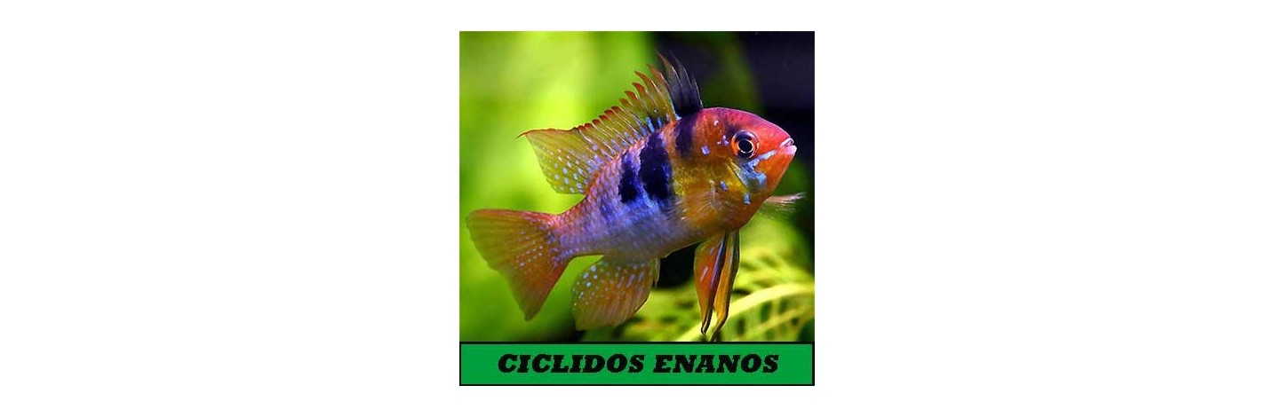 Ciclidos Enanos | Plantiber