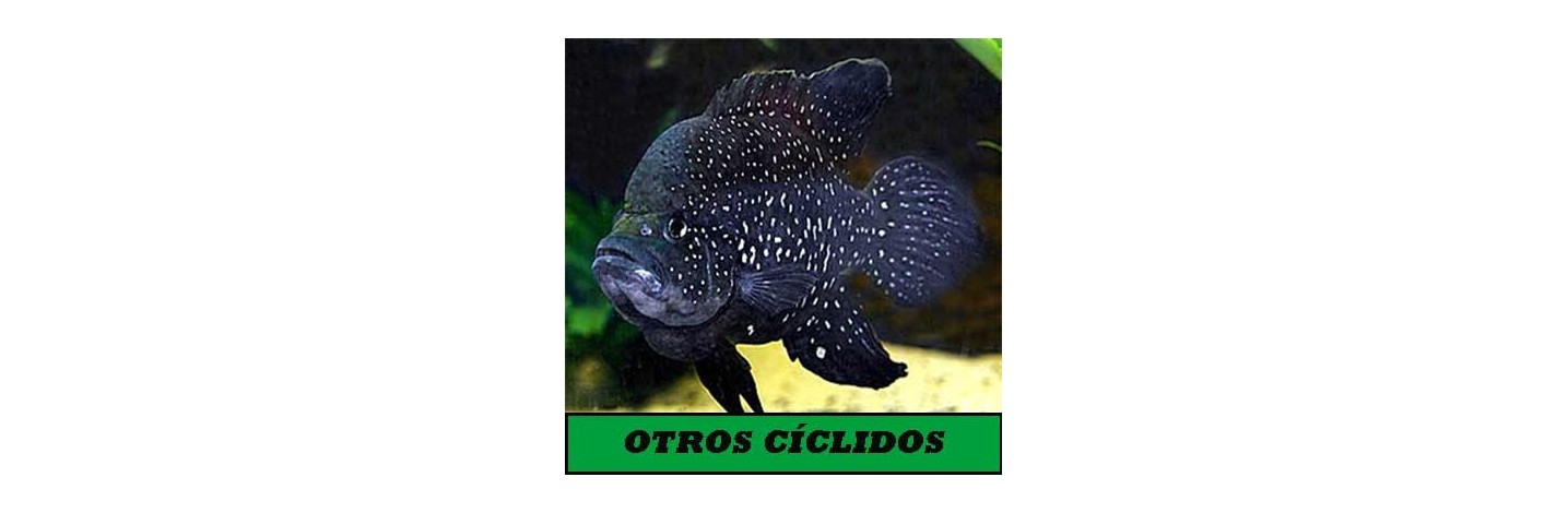 Otros Ciclidos Africanos | Plantiber