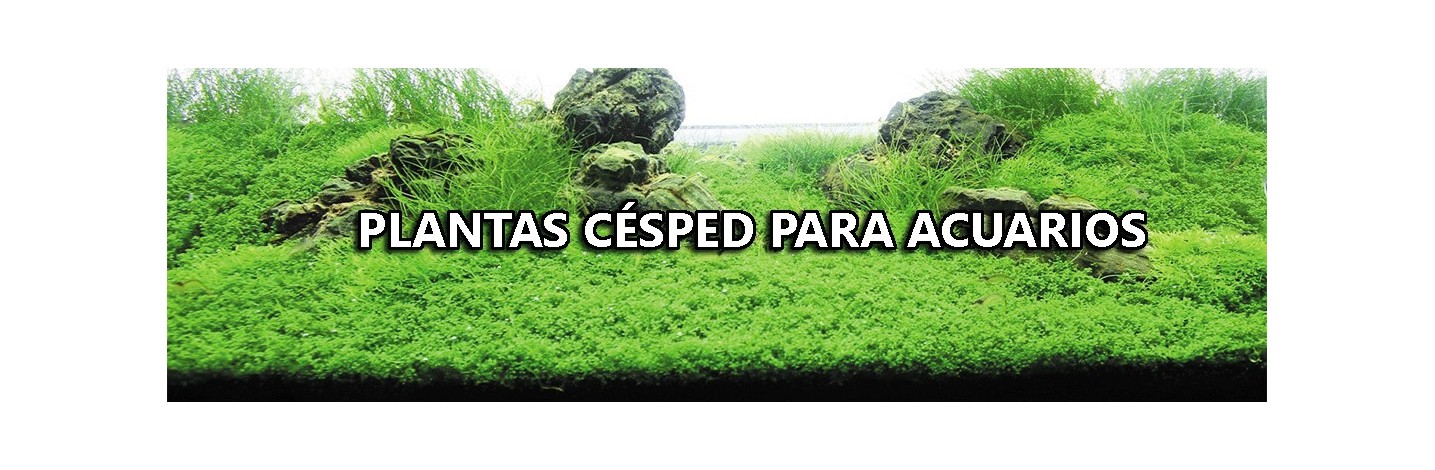 Plantas Cesped Acuarios | Plantiber
