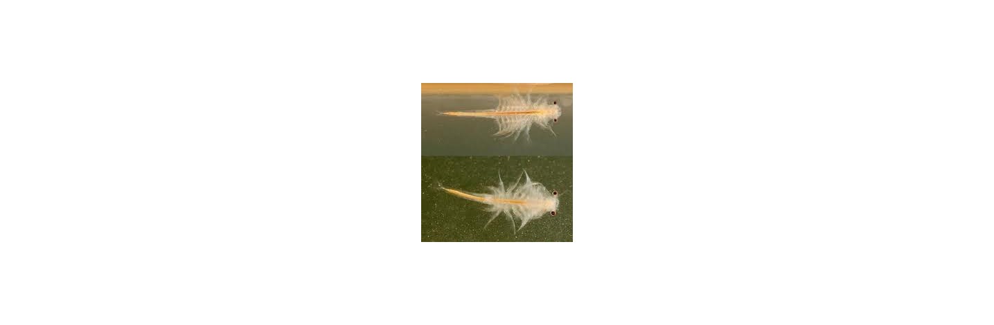 Artemia Viva | Plantiber