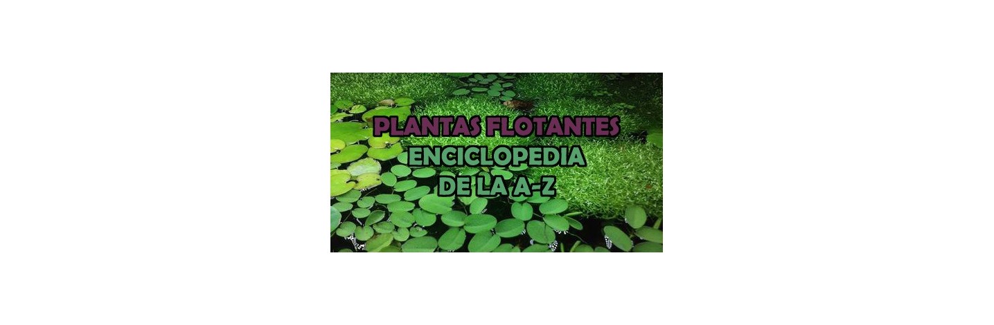 Plantas Flotantes | Plantiber