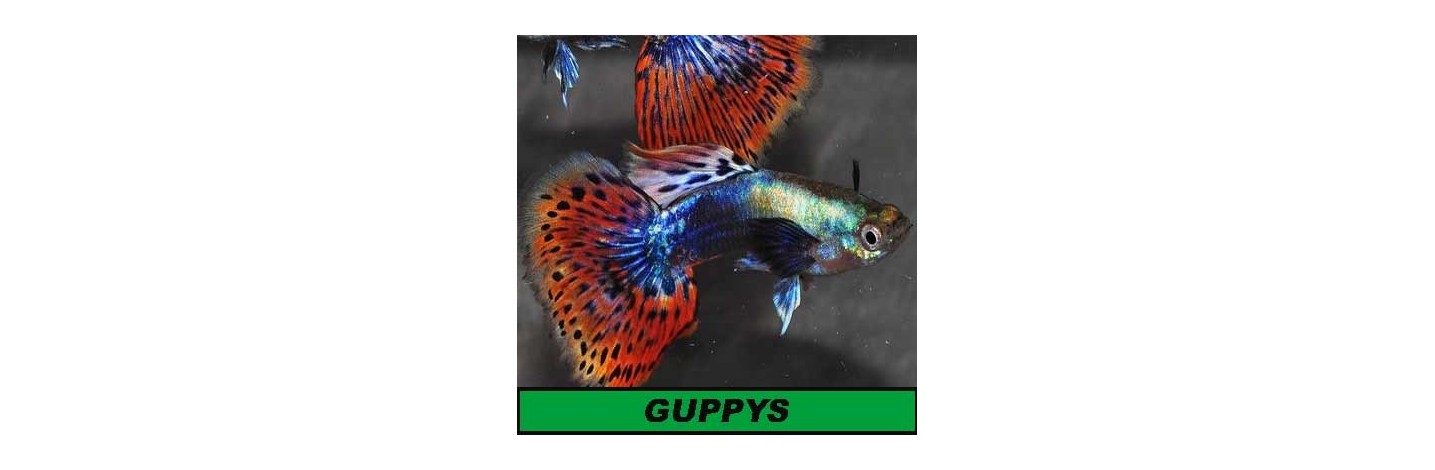 Guppys | Plantiber