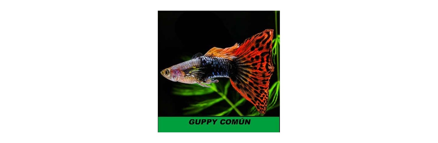 Guppy Comun | Plantiber