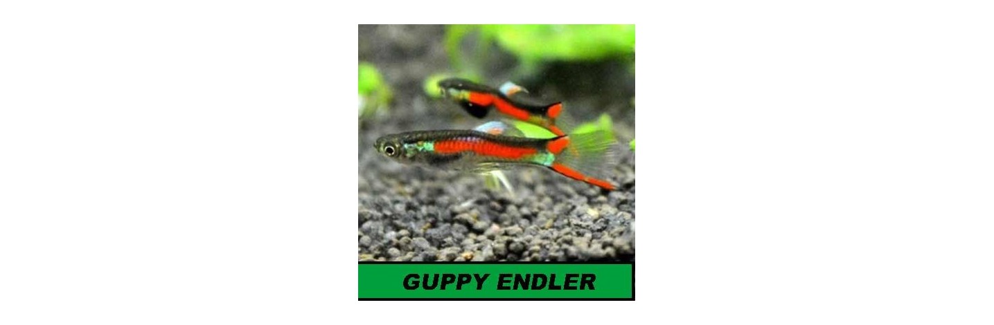 Gyppy Endlers | Plantiber