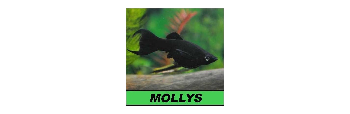 Mollys | Plantiber