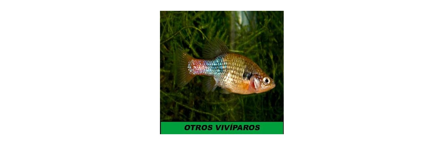 Otros Viviparos | Plantiber