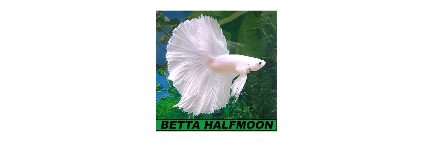 Betta Halfmoon, media Luna. VIDEOS DE CADA VARIEDAD