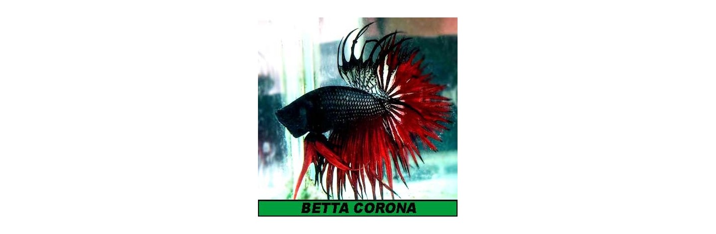 Betta Corona-crowntail | Plantiber