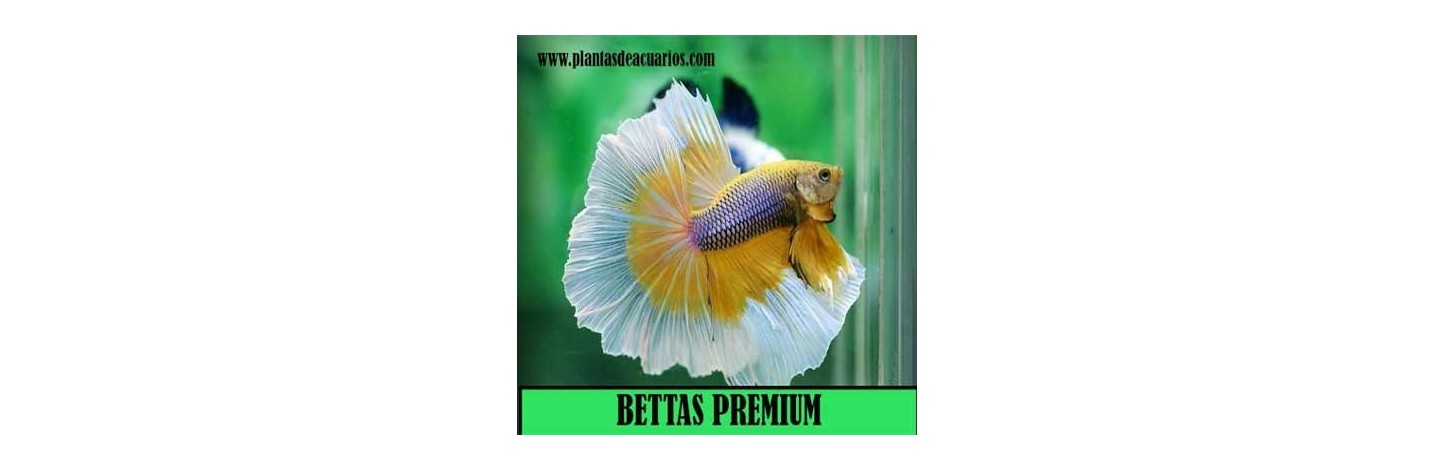 Bettas Premium | Plantiber