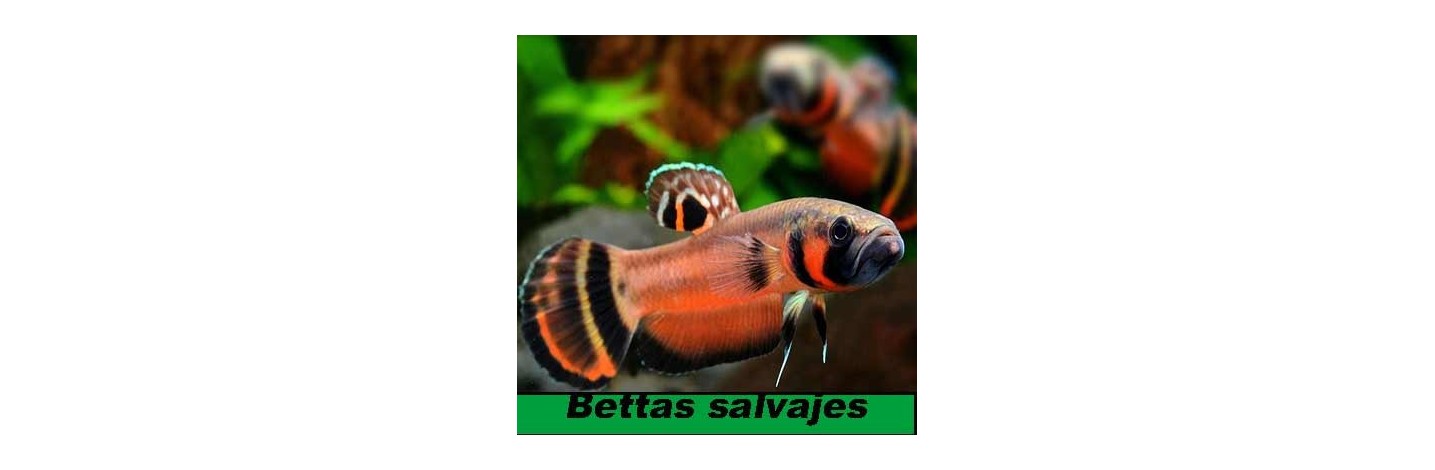 Bettas Salvajes | Plantiber