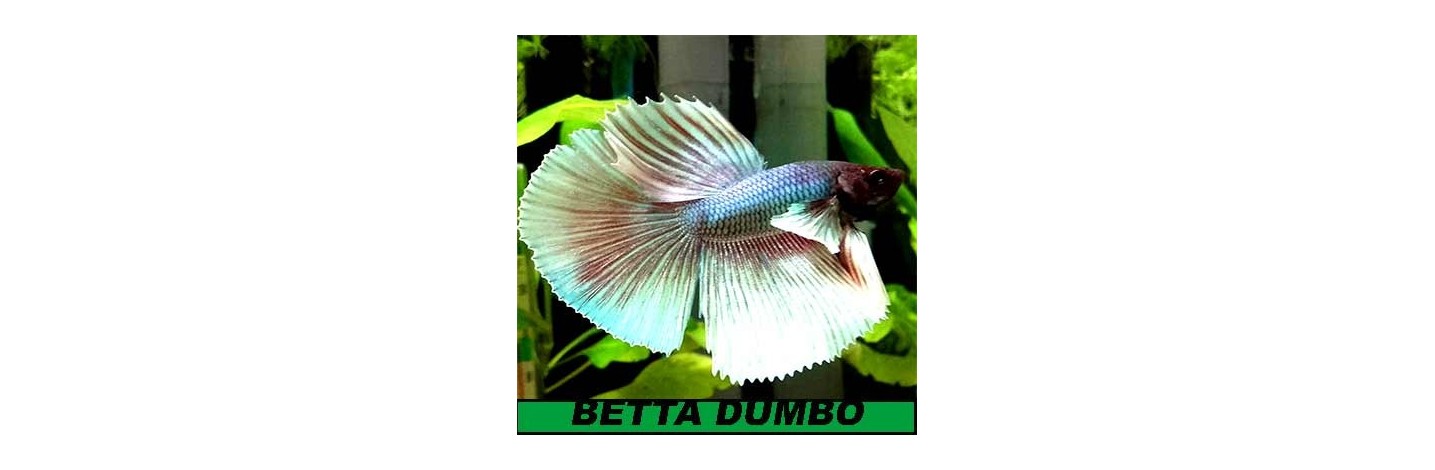 Betta Dumbo. Machos y hembras. Vídeos de todos ellos.