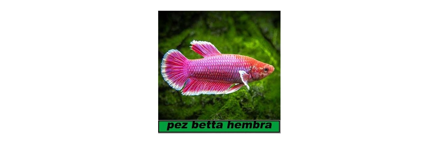 Bettas Hembras. Videos. Comprar bettas hembras.