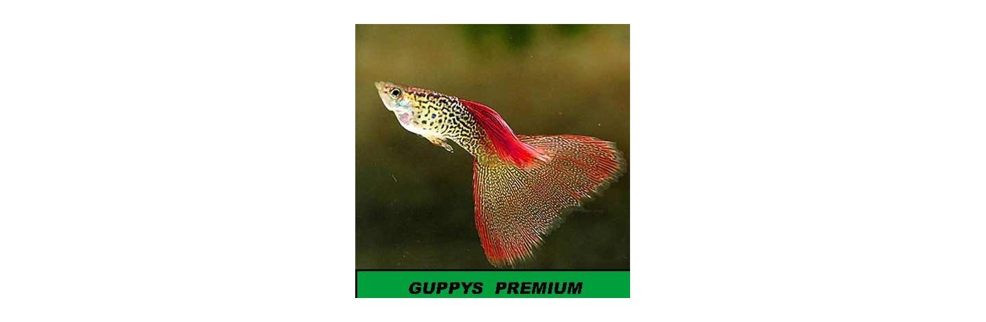 Guppys Nuevas Líneas, Guppy selección, calidad Premium