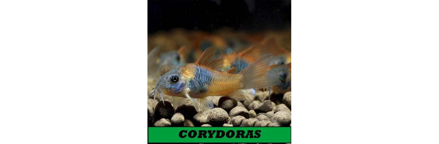 Corydoras | Plantiber