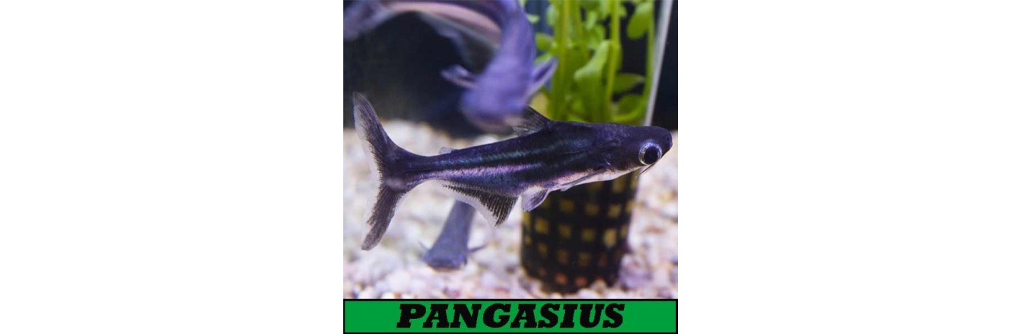 Pangasius | Plantiber