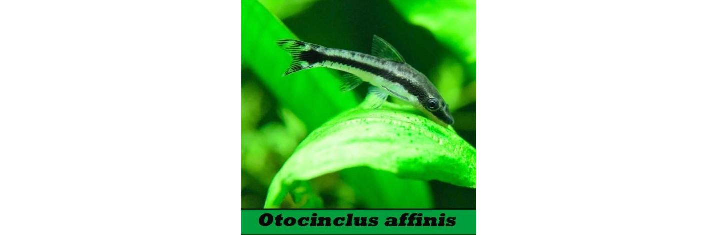 Otocinclus Affinis | Plantiber