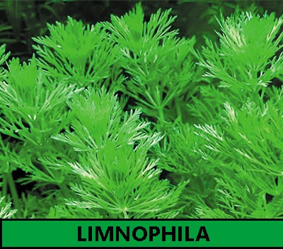 Limnophila