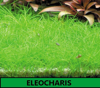 Eleocharis