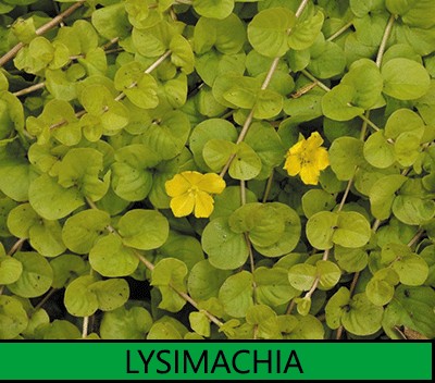 Lysimachia