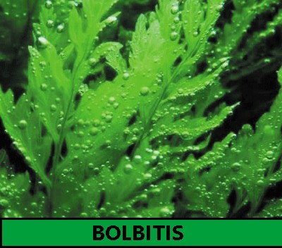 Bolbitis