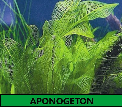 Aponogeton