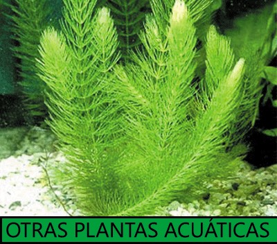Otras plantas acuáticas