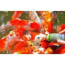 Alimentacion peces