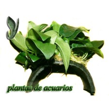 Plantas ancladas en troncos