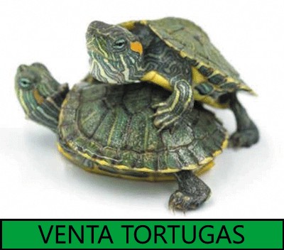 Tortugas de agua