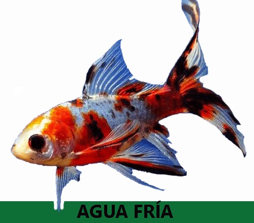 Peces Agua fria