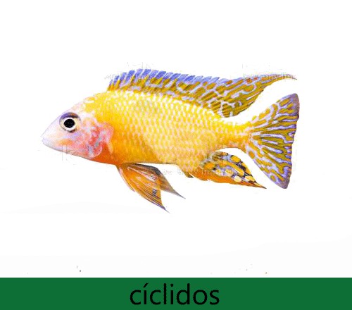 Ciclidos