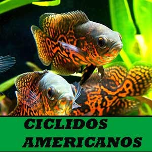 Ciclidos americanos