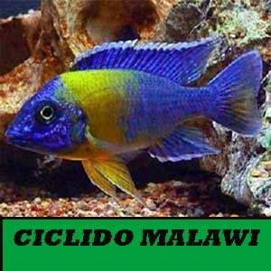 Ciclidos Lago Malawi y Vitoria