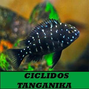 Ciclidos  LagoTanganyika