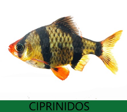 Ciprinidos