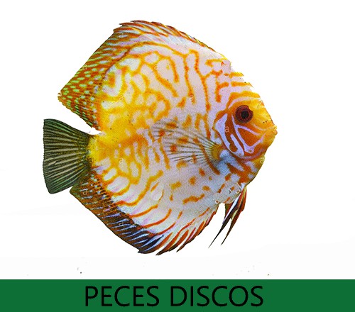 Peces disco