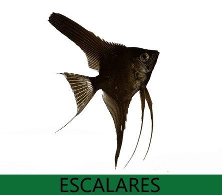 Escalares