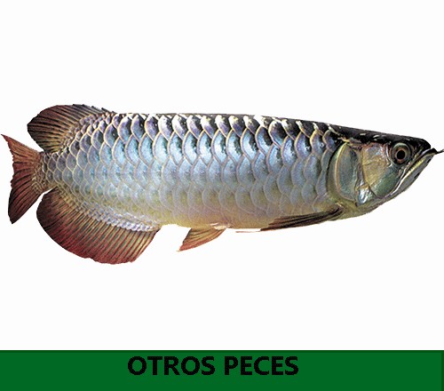 Otros peces